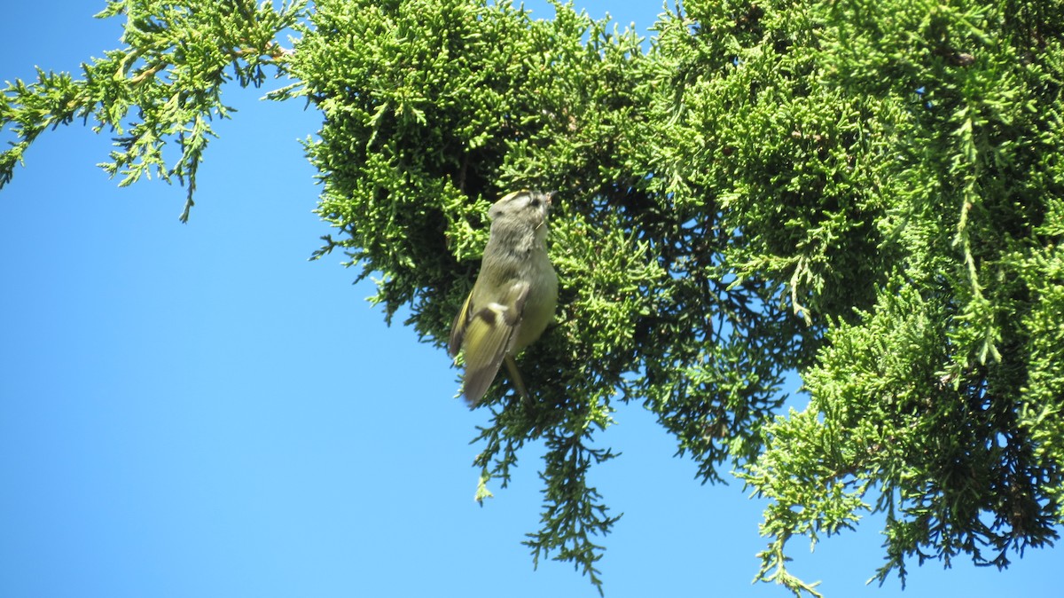 Golden-crowned Kinglet - ML491576741