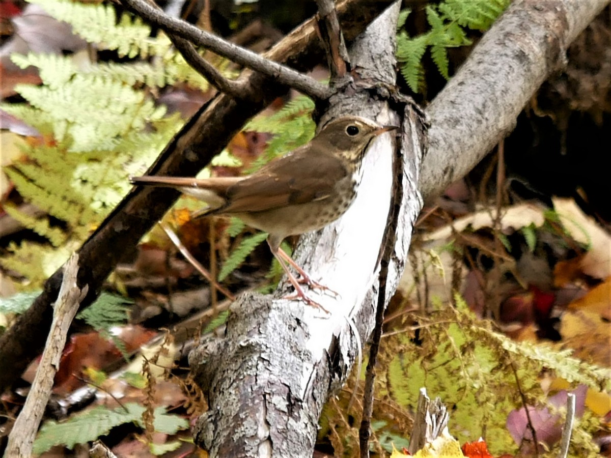 Hermit Thrush - ML491578261