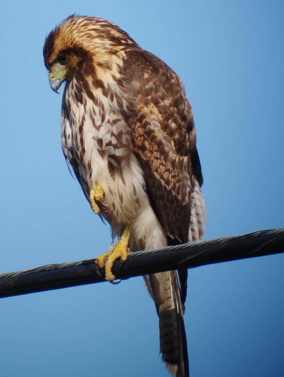 Harris's Hawk - ML491578421