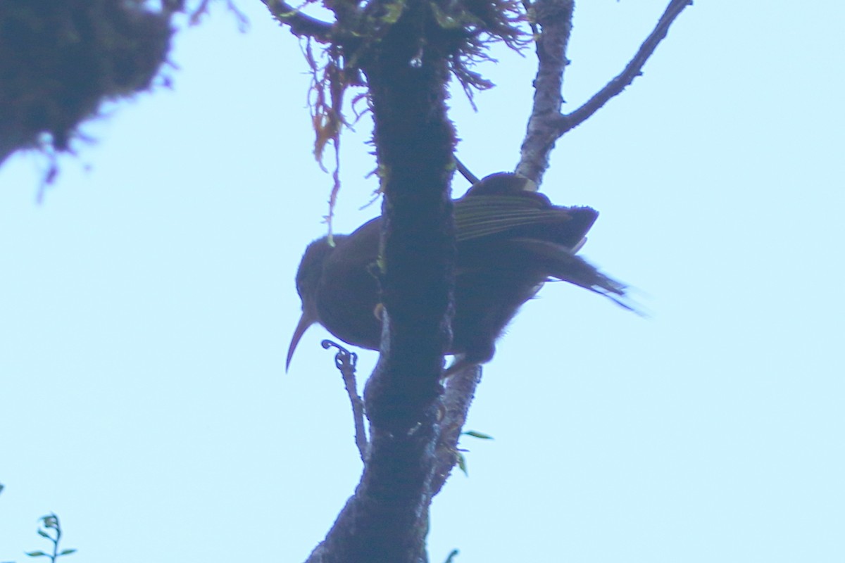 Chattering Giant-Honeyeater - ML491578561