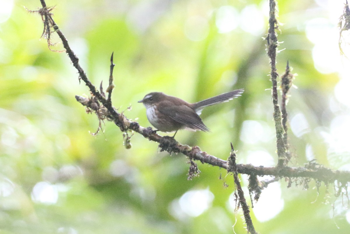 Fiji Streaked Fantail (Taveuni) - ML491578701