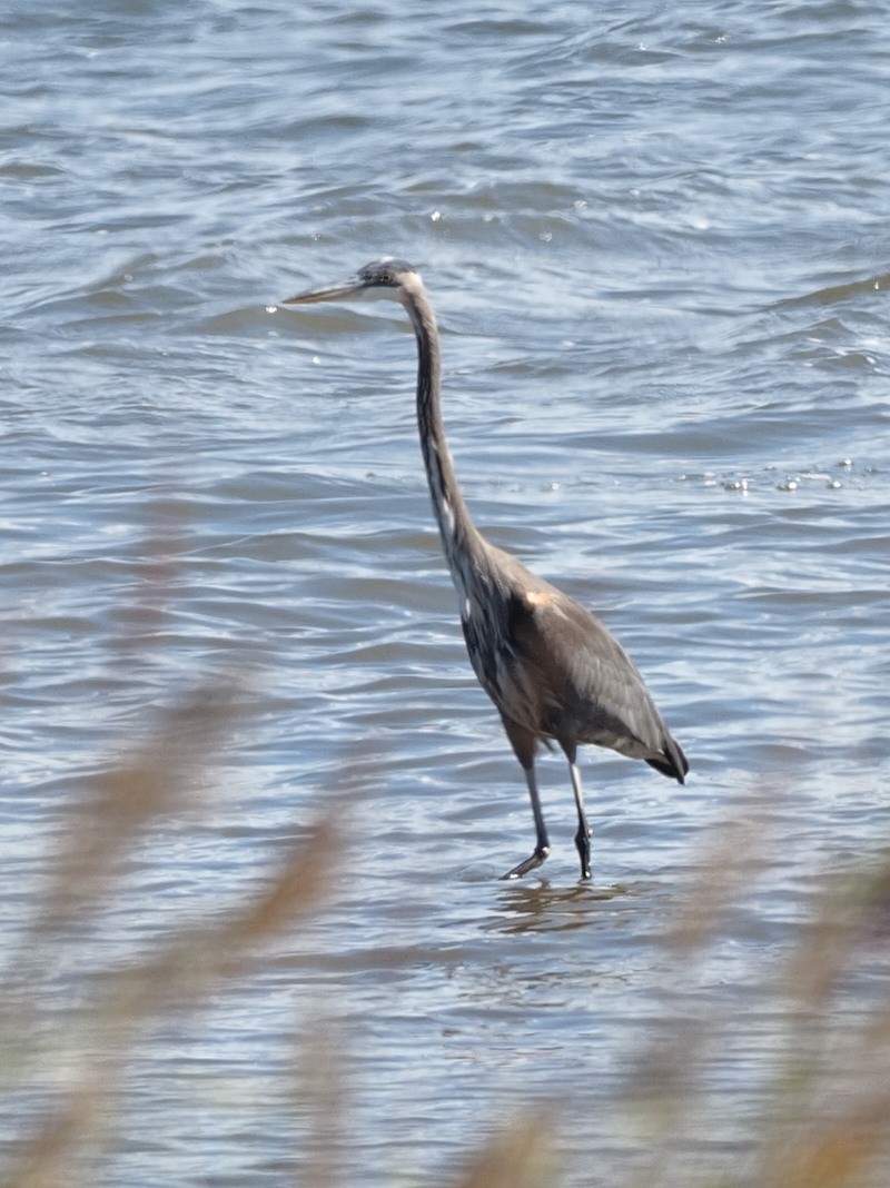 Great Blue Heron - ML491581031