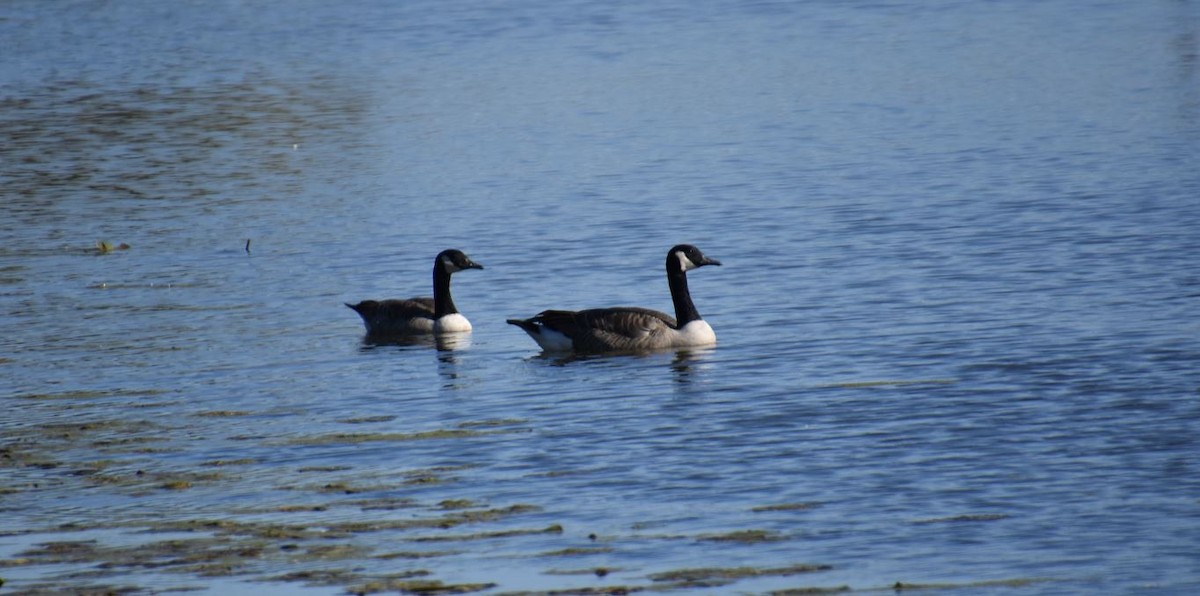 Canada Goose - ML491581331