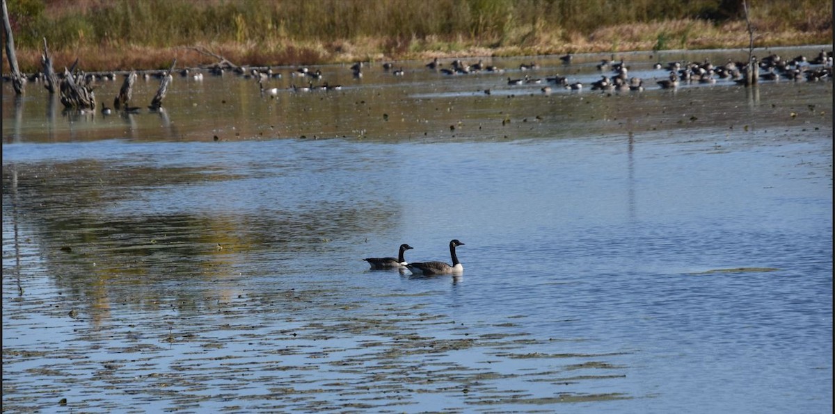 Canada Goose - Brian Bardy