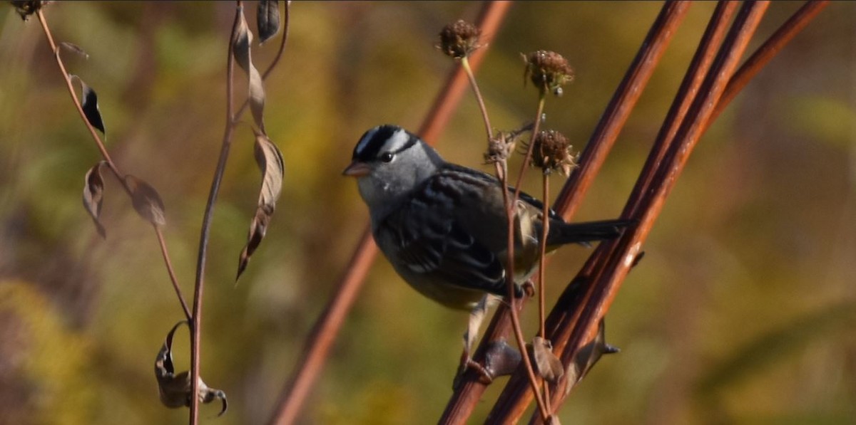 White-crowned Sparrow - ML491582771