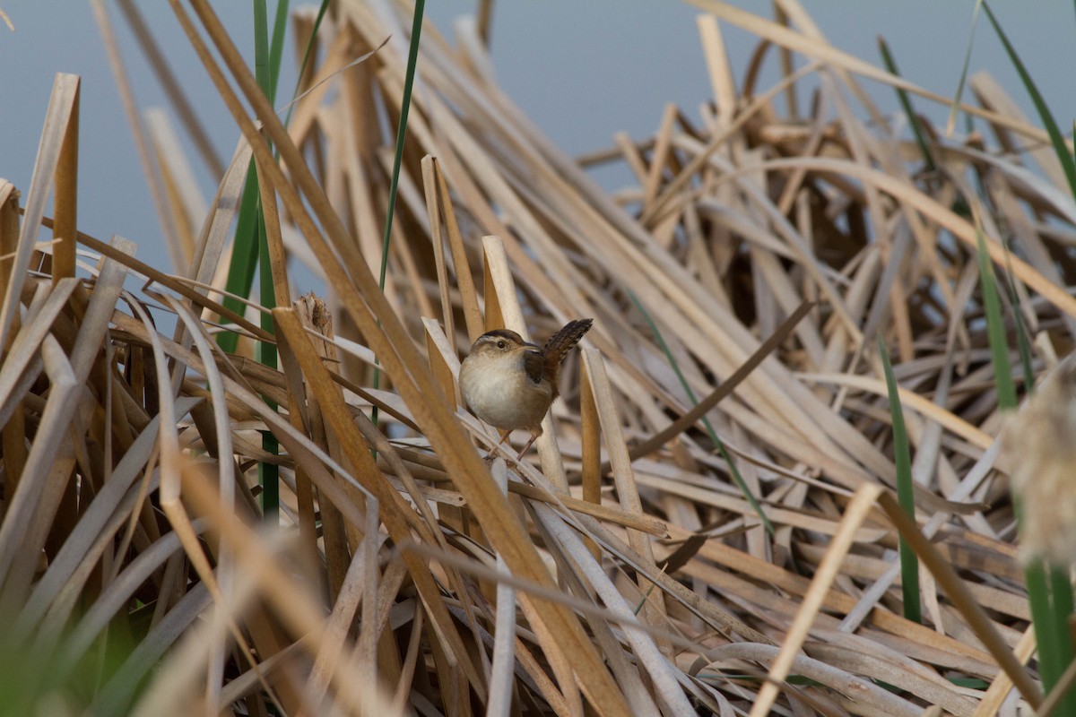 Marsh Wren (palustris Group) - Jack Rogers