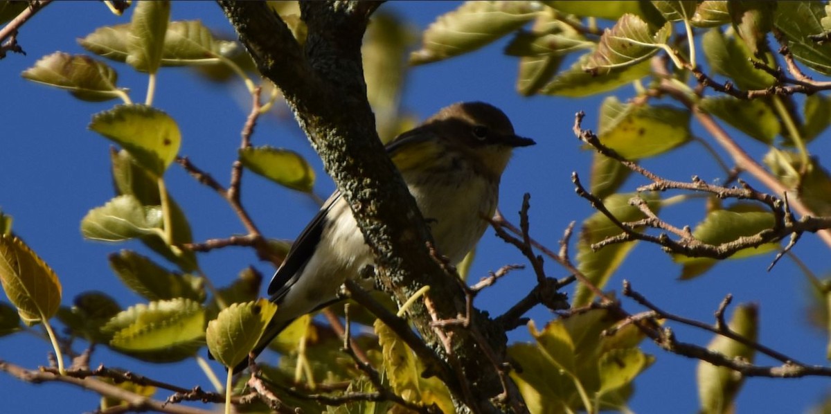 Yellow-rumped Warbler - ML491583351