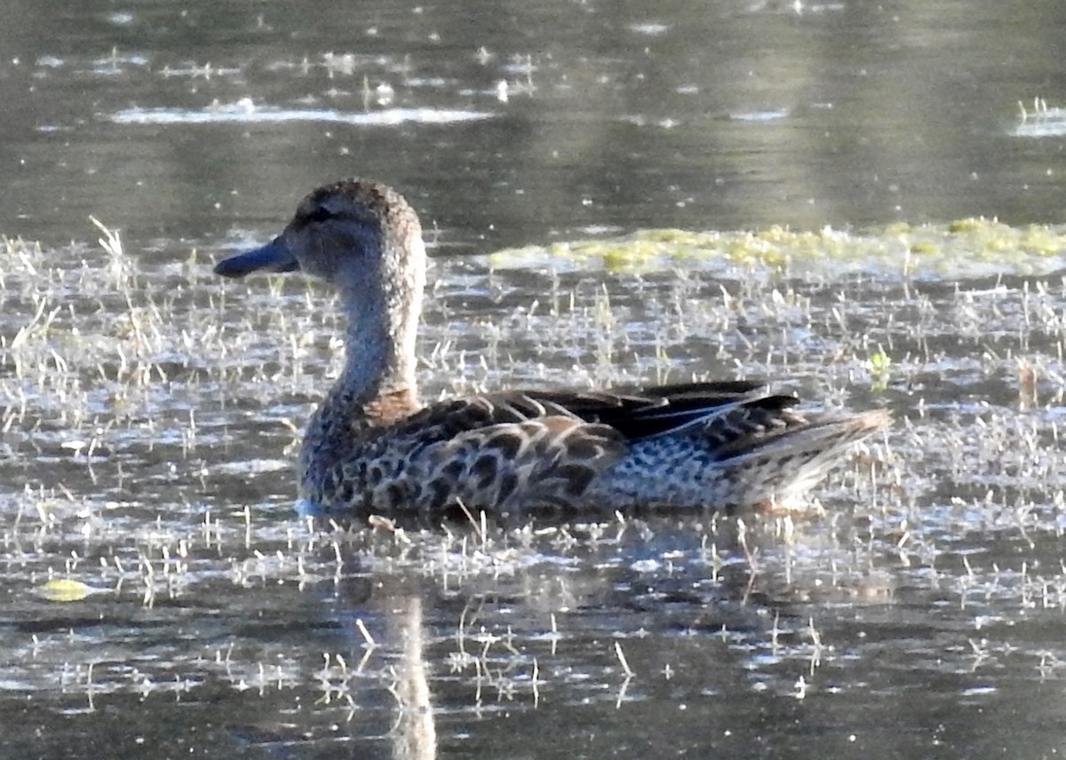 Sarcelle à ailes bleues - ML491583901