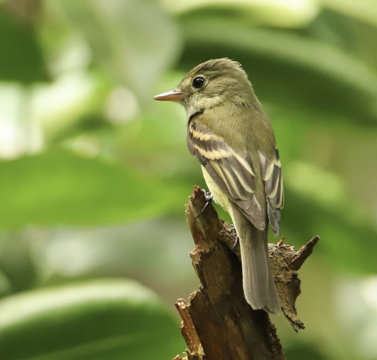 Alder Flycatcher - ML491584821