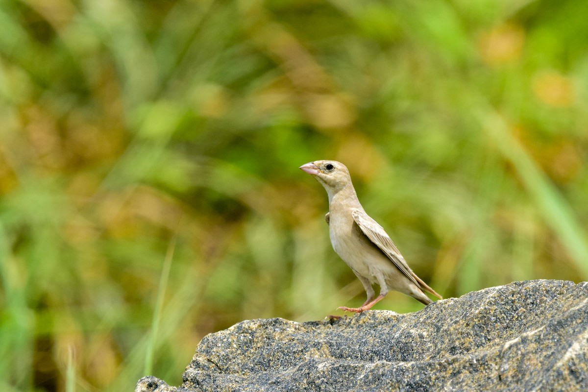 Moineau pâle - ML491585851