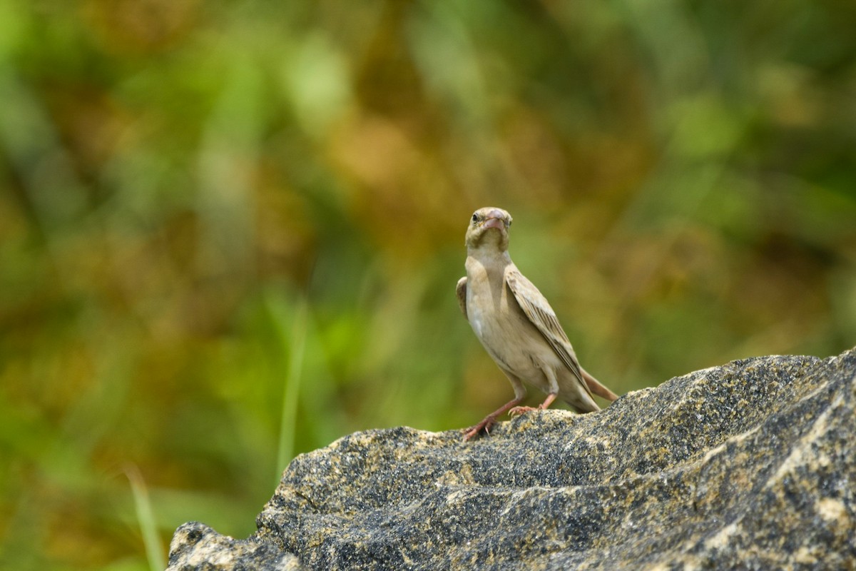 Pale Rockfinch - ML491585861