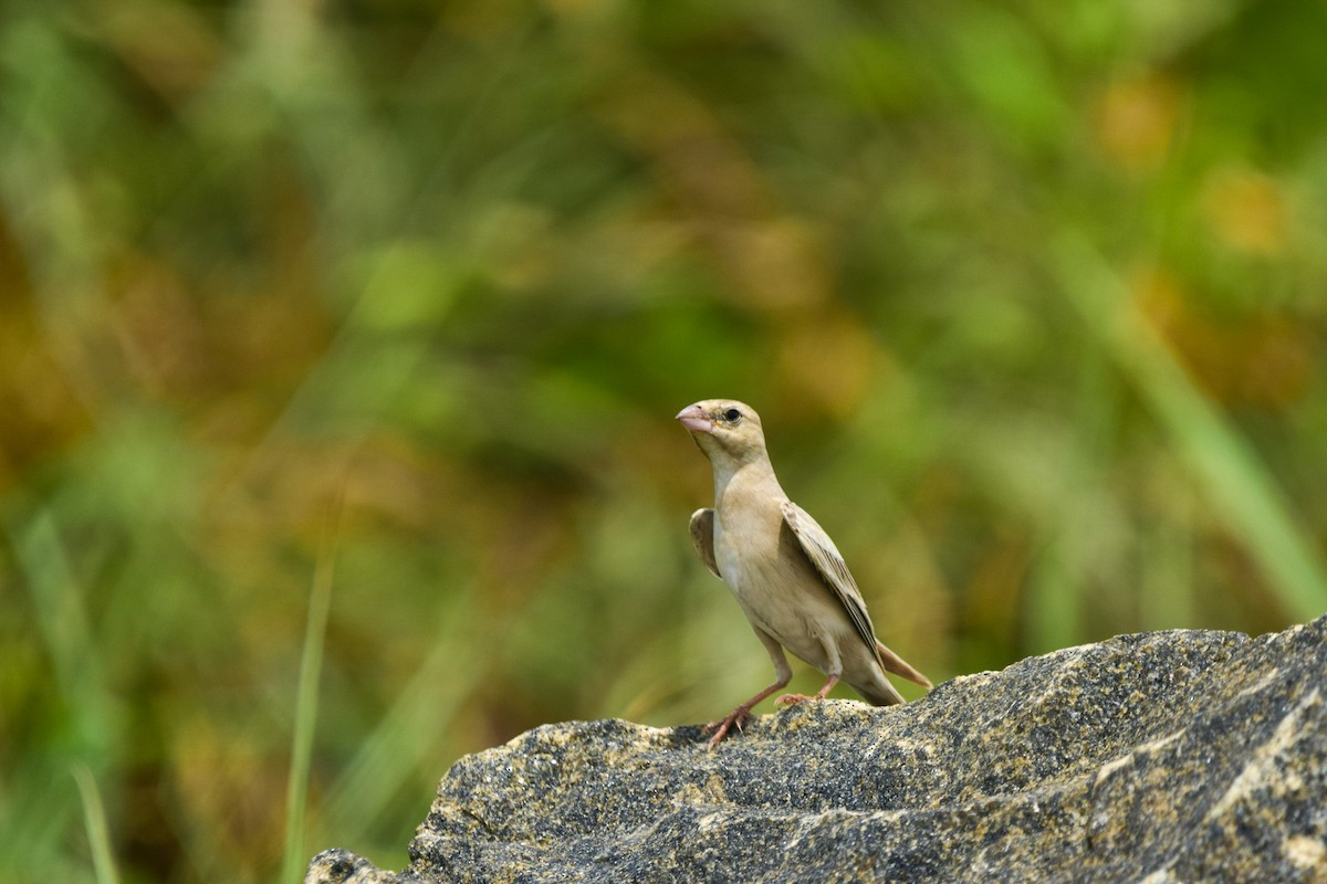 Moineau pâle - ML491585871