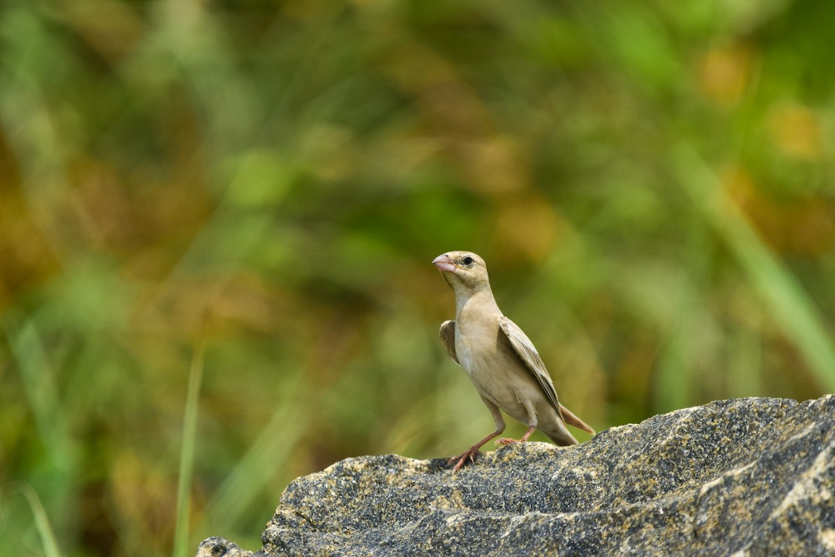 Pale Rockfinch - ML491585891