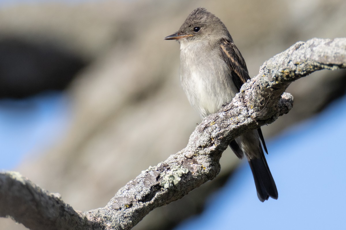 Eastern Wood-Pewee - ML491586581