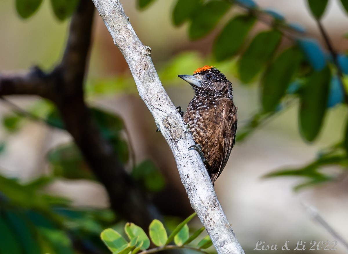 Varzea Piculet - Lisa & Li Li