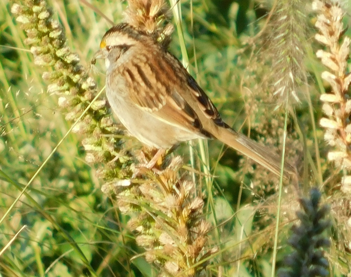 White-throated Sparrow - ML491591981