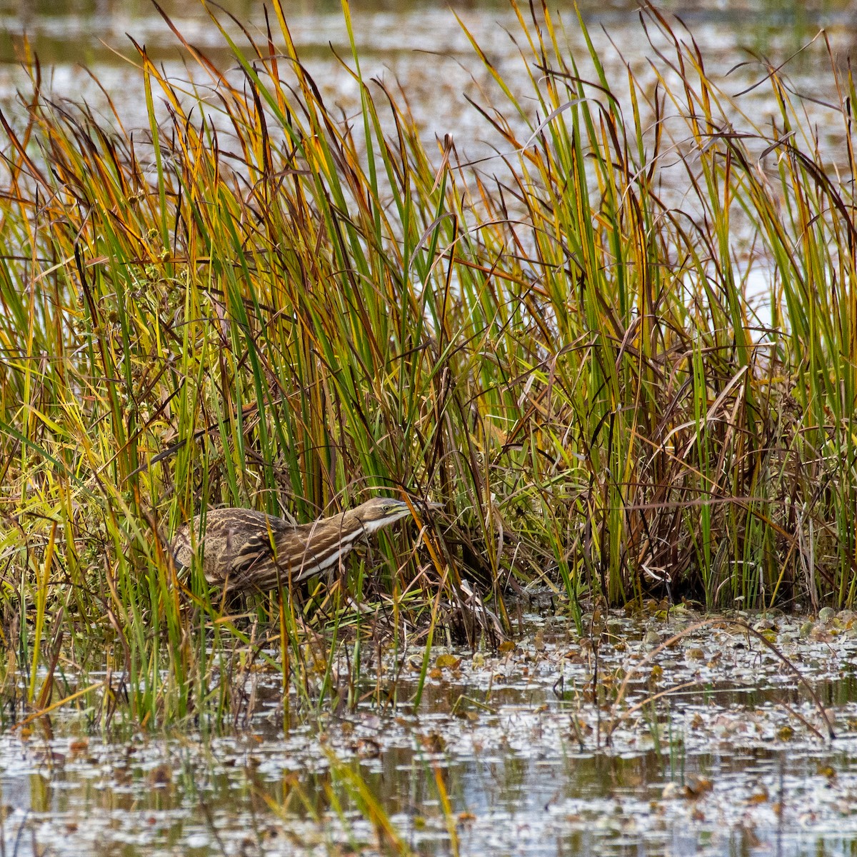 American Bittern - ML491592951