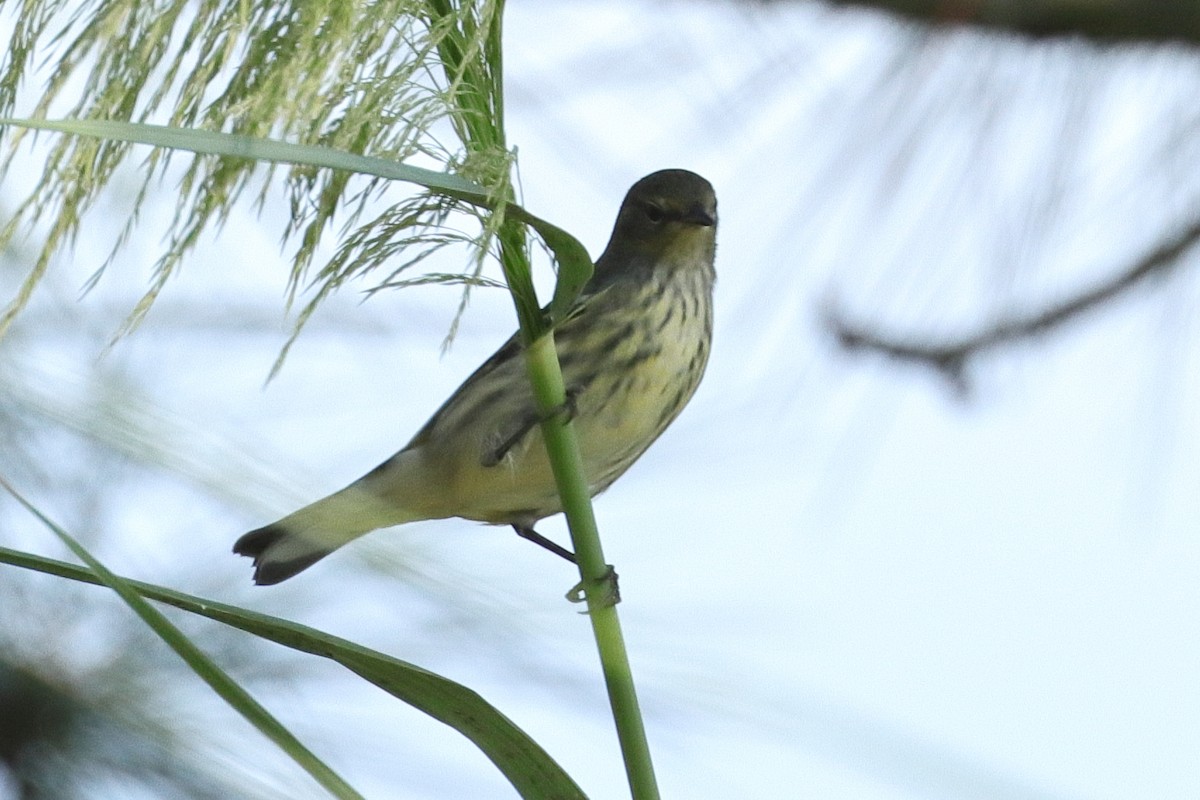 Cape May Warbler - Jim Anderton