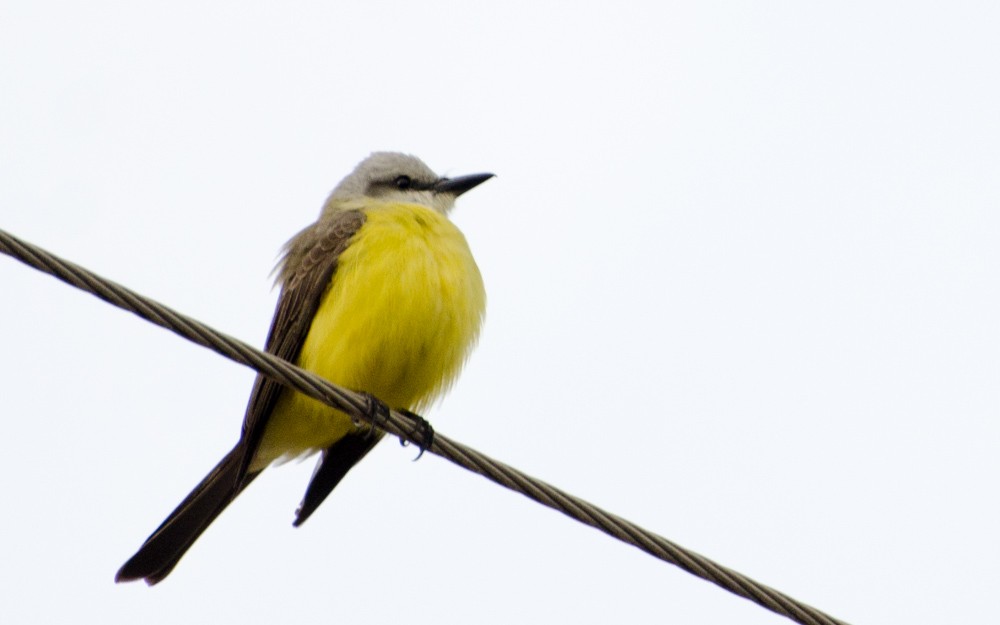 White-throated Kingbird - ML491593421