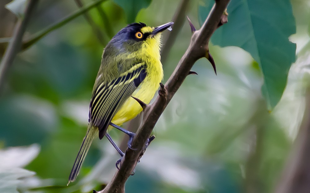 Gray-headed Tody-Flycatcher - ML491593931