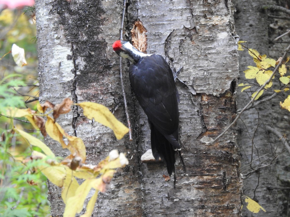 Pileated Woodpecker - ML491595361