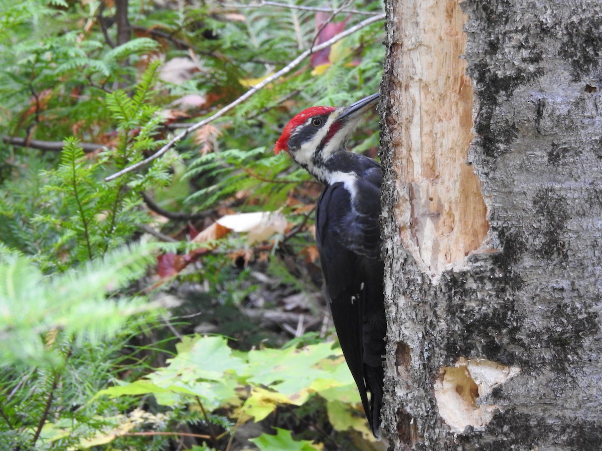 Pileated Woodpecker - ML491595371