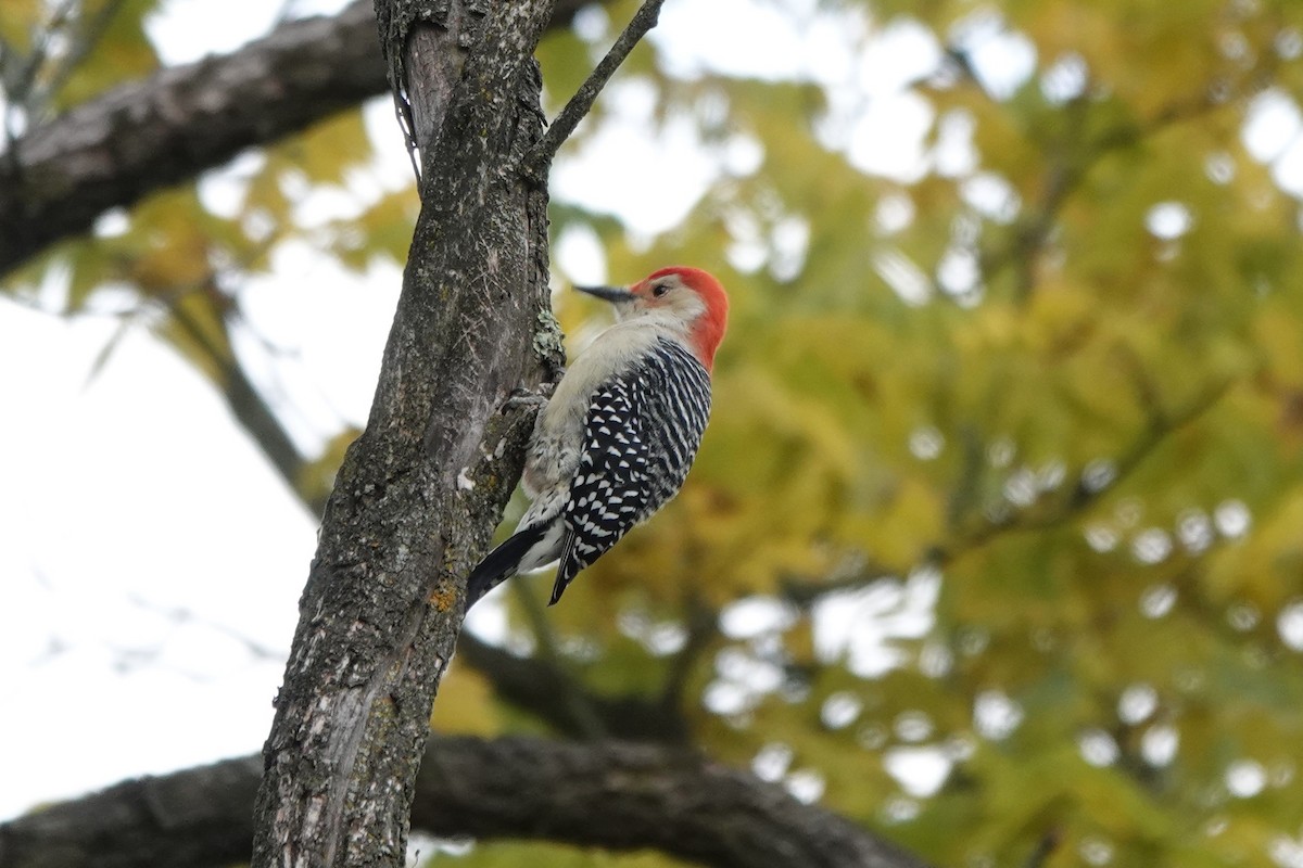 Red-bellied Woodpecker - Kevin Hatcher