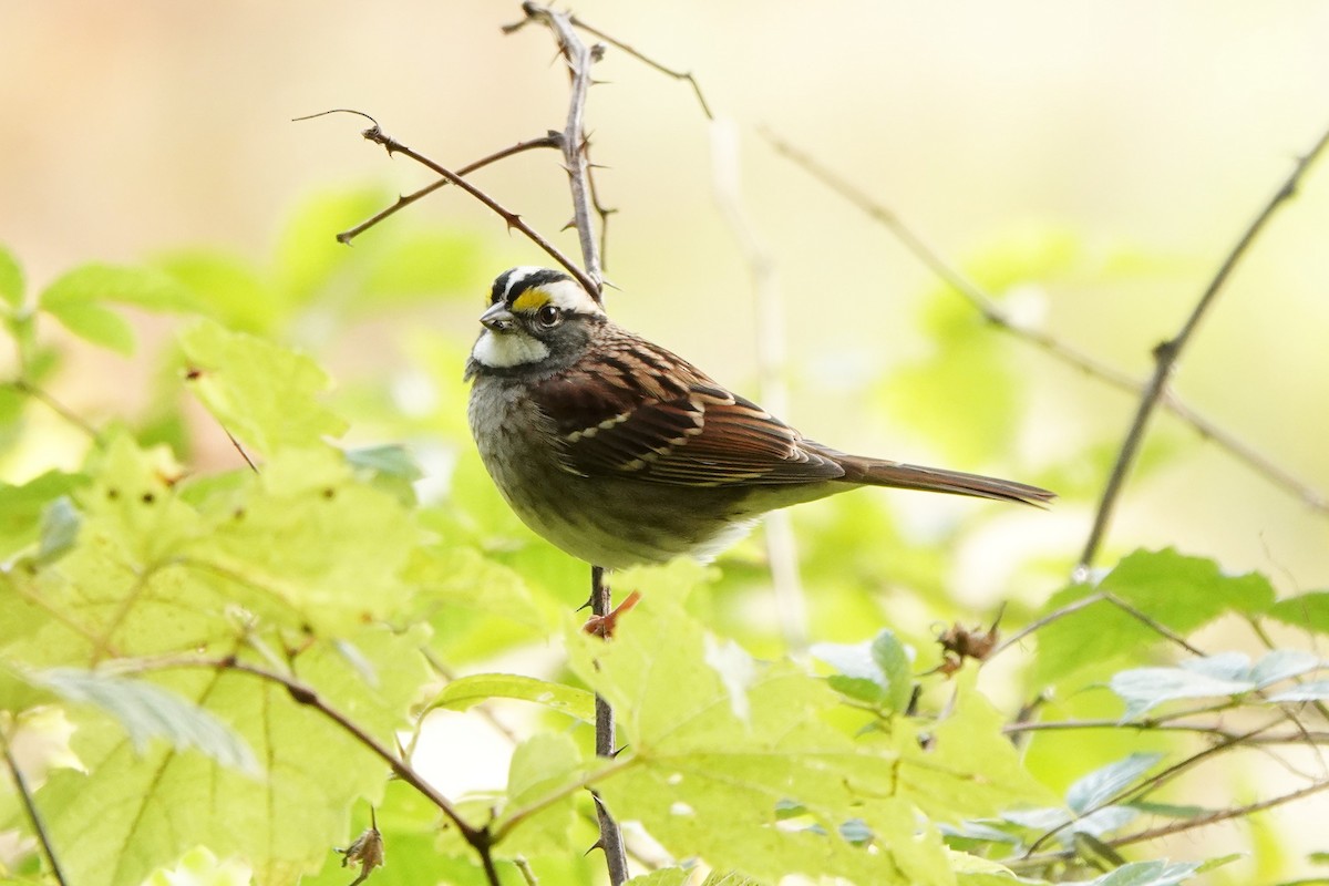 White-throated Sparrow - Kevin Hatcher