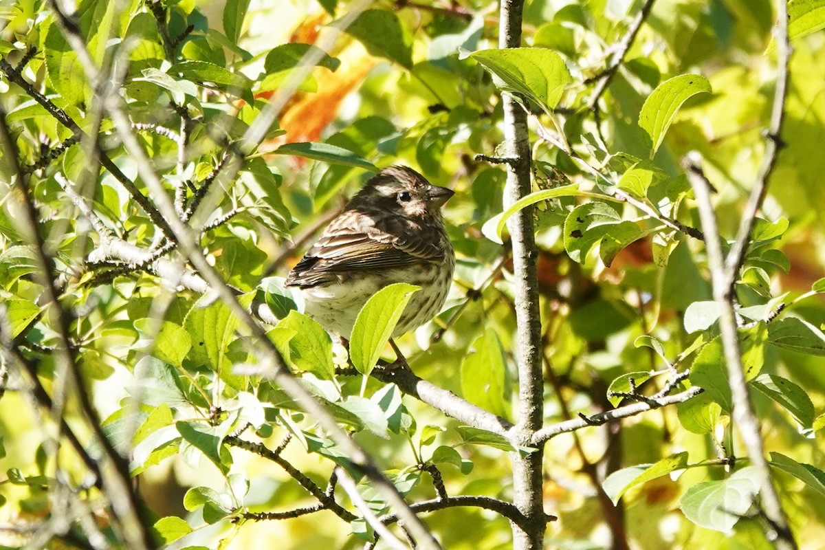 Purple Finch - ML491596031