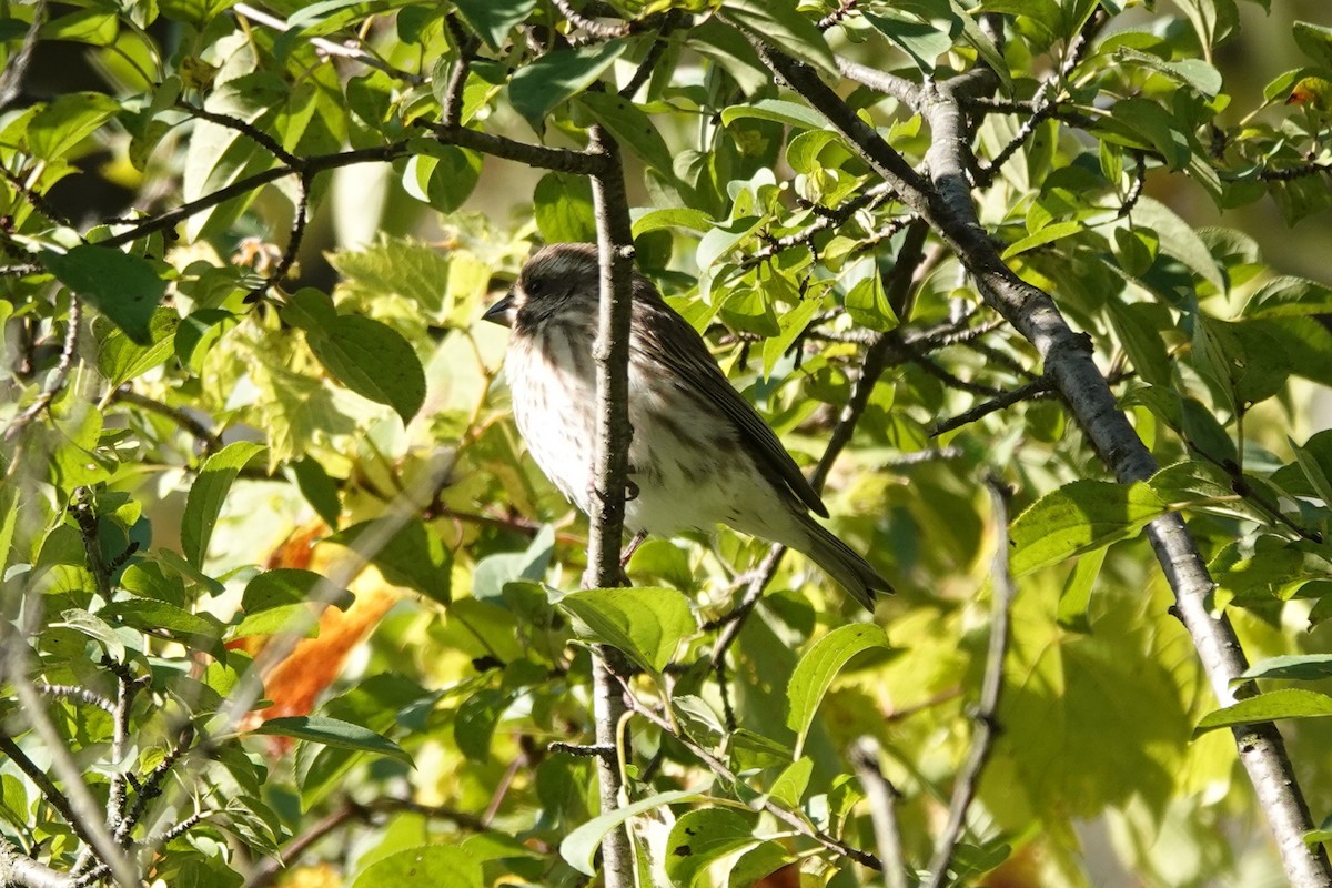 Purple Finch - ML491596041