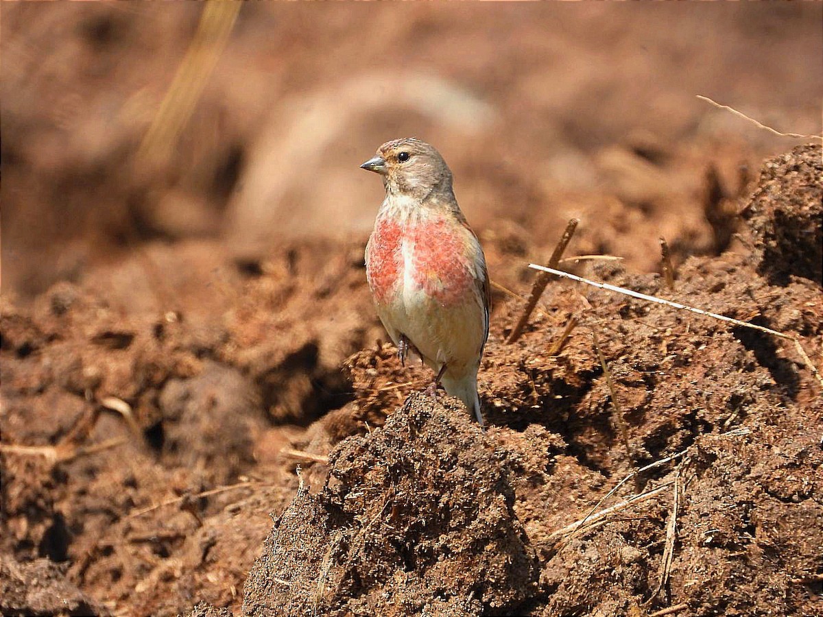 Eurasian Linnet - ML491597121