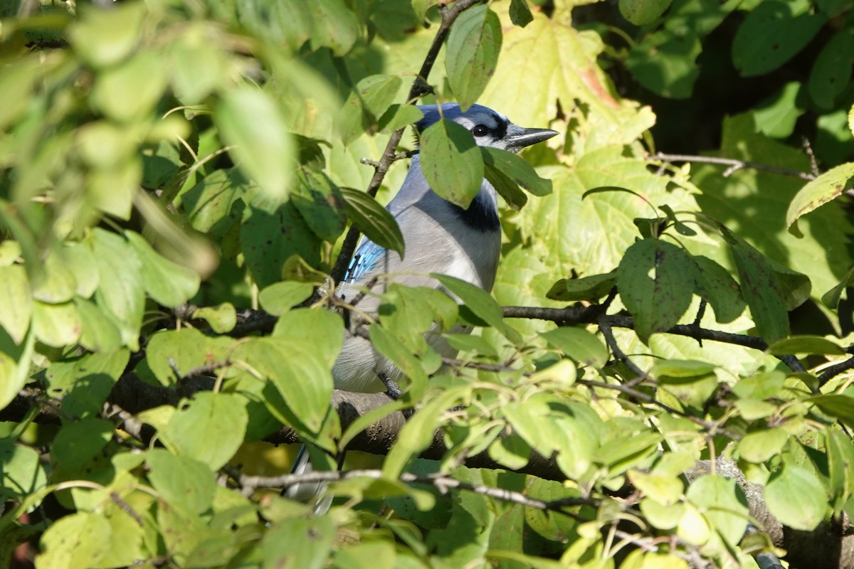 Blue Jay - ML491598291