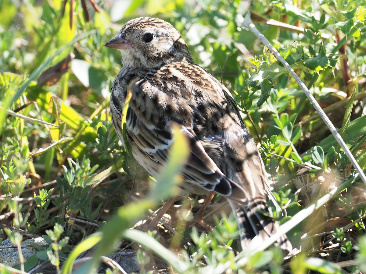 Smith's Longspur - Sarah Preston