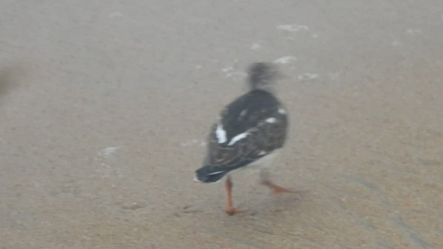 Ruddy Turnstone - ML491600981