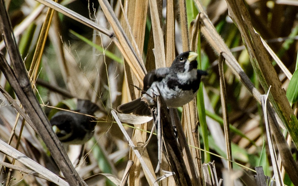 Double-collared Seedeater - ML491601621