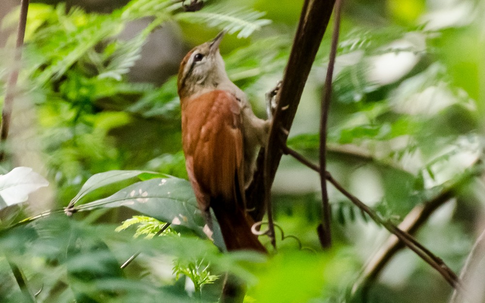 Rusty-backed Spinetail - ML491602261