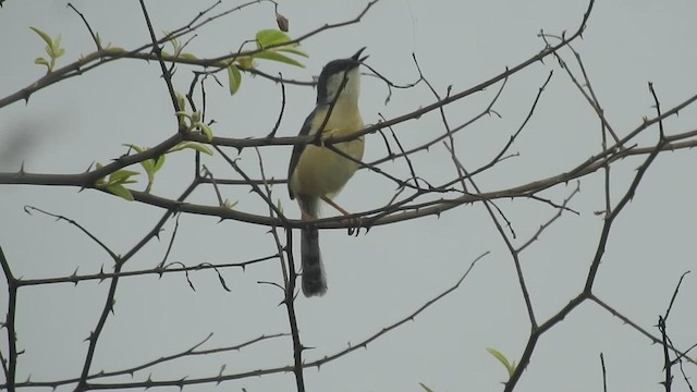 Prinia Cenicienta - ML491602331