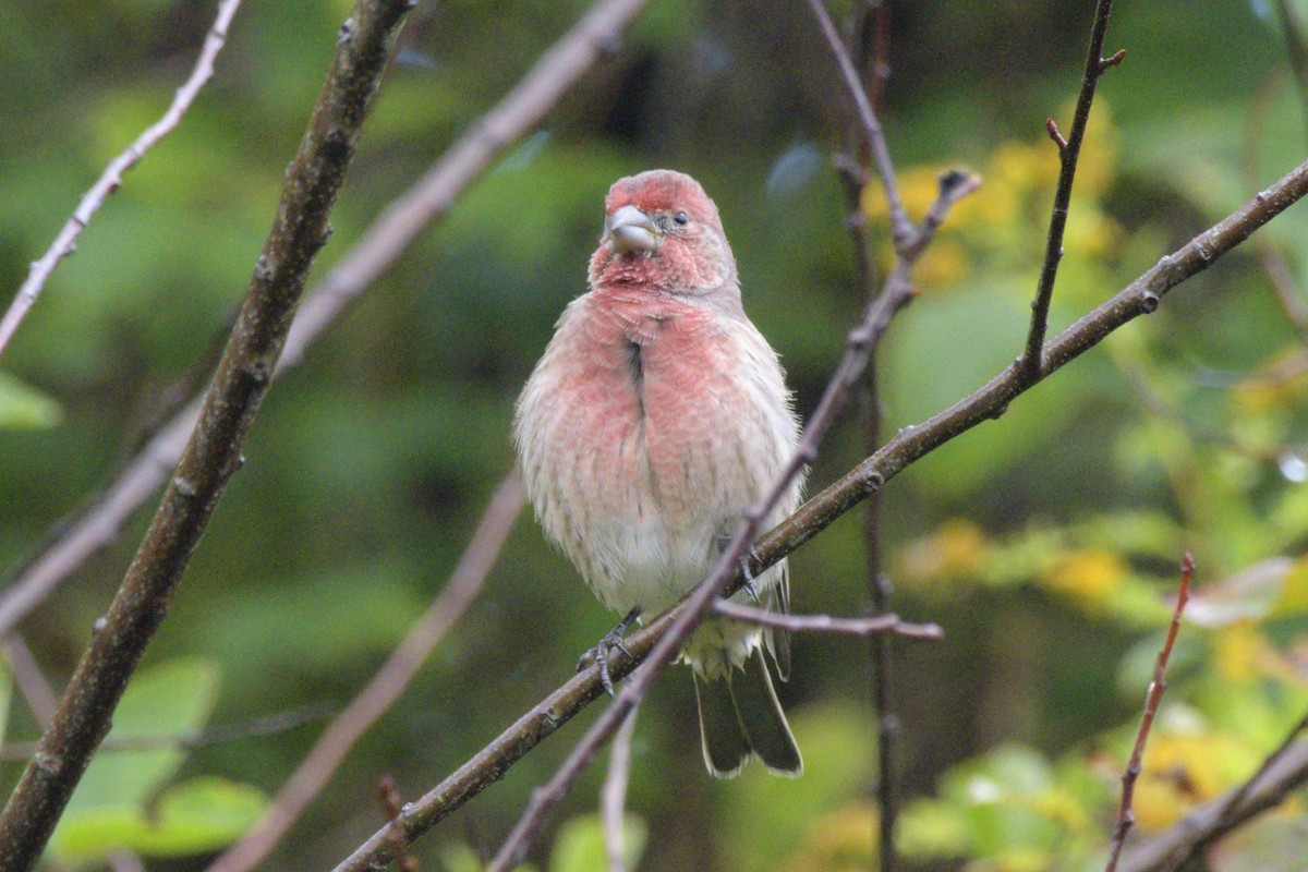 House Finch - ML491603021