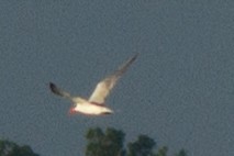 Caspian Tern - ML49160331