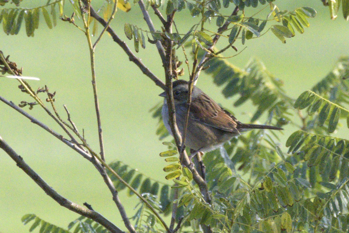 Swamp Sparrow - ML491603451