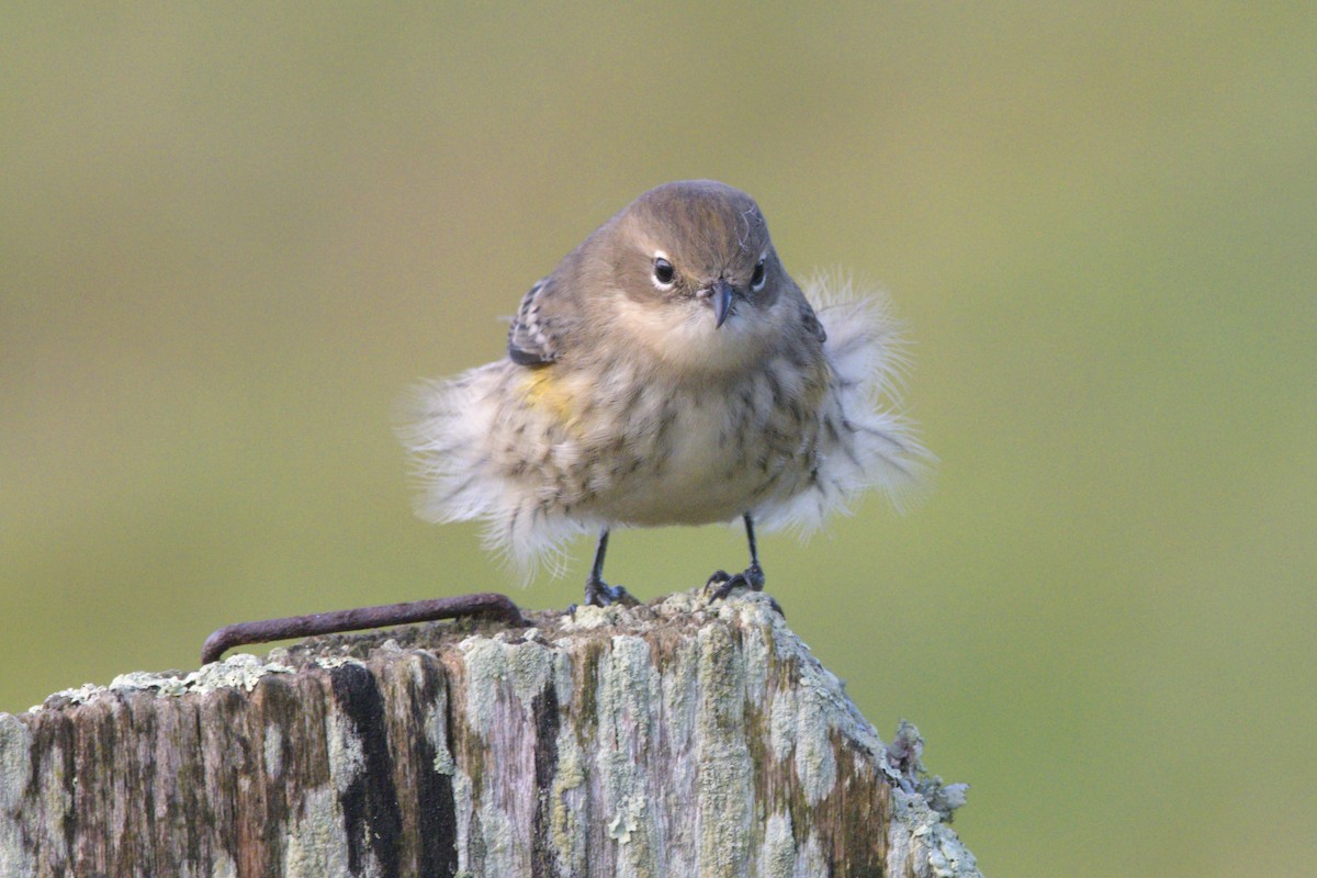 Yellow-rumped Warbler - ML491603991