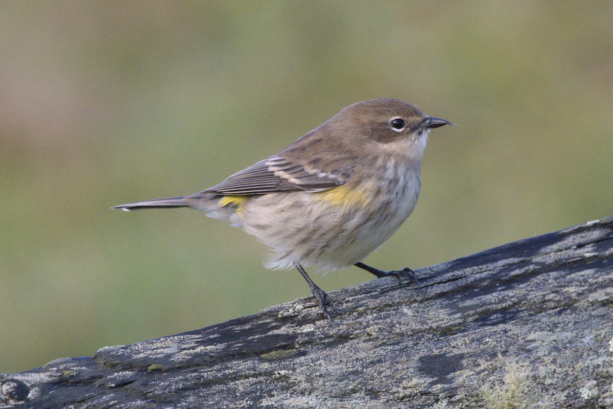 Yellow-rumped Warbler - ML491604001