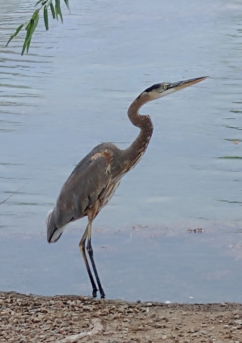 Great Blue Heron - ML491604221