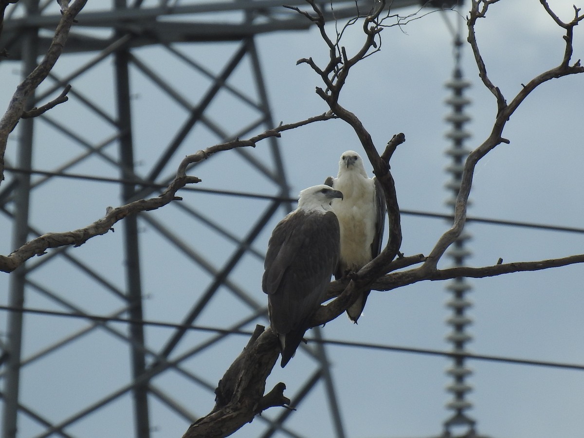 White-bellied Sea-Eagle - ML491606241