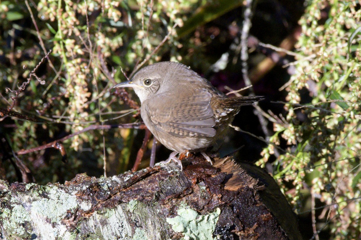 Northern House Wren - ML491606921