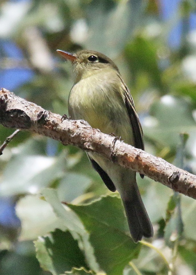 Yellow-bellied Flycatcher - ML491608471