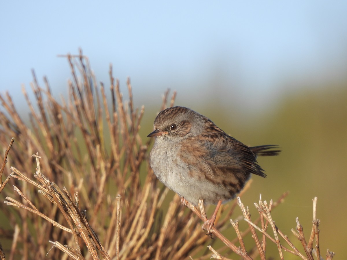 Dunnock - ML491609771