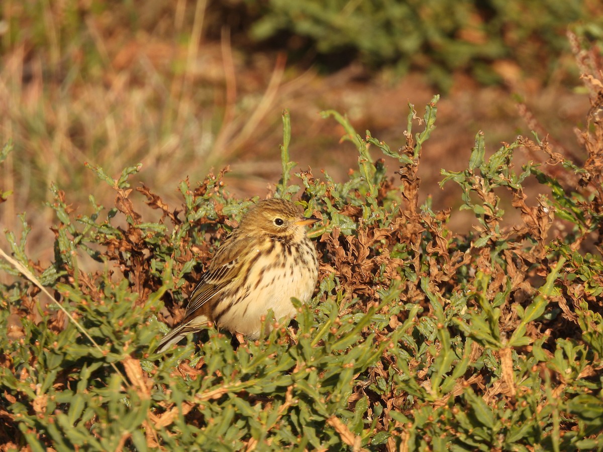Meadow Pipit - ML491609791