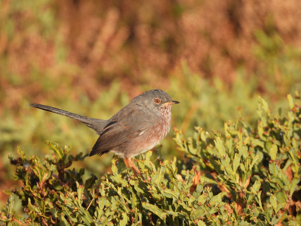 Dartford Warbler - ML491610051