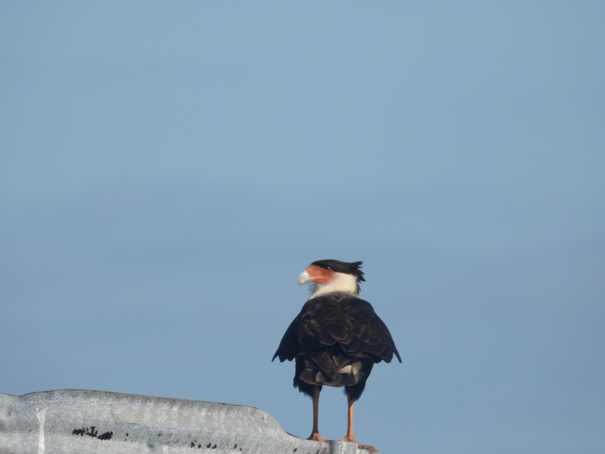 Crested Caracara - inger hansen